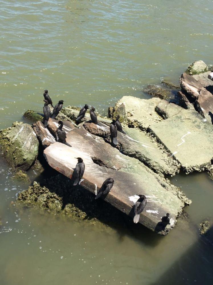 瞧這海邊礁石上：悠閑棲息的海鳥們！